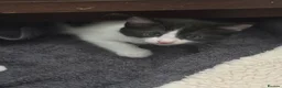 Domestic Shorthair cats for sale: Stunning energetic kittens - Advert 4