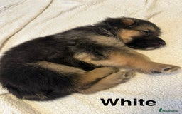 German Shepherd dogs for sale: KC Registered German Shepherd Puppies - Image 19