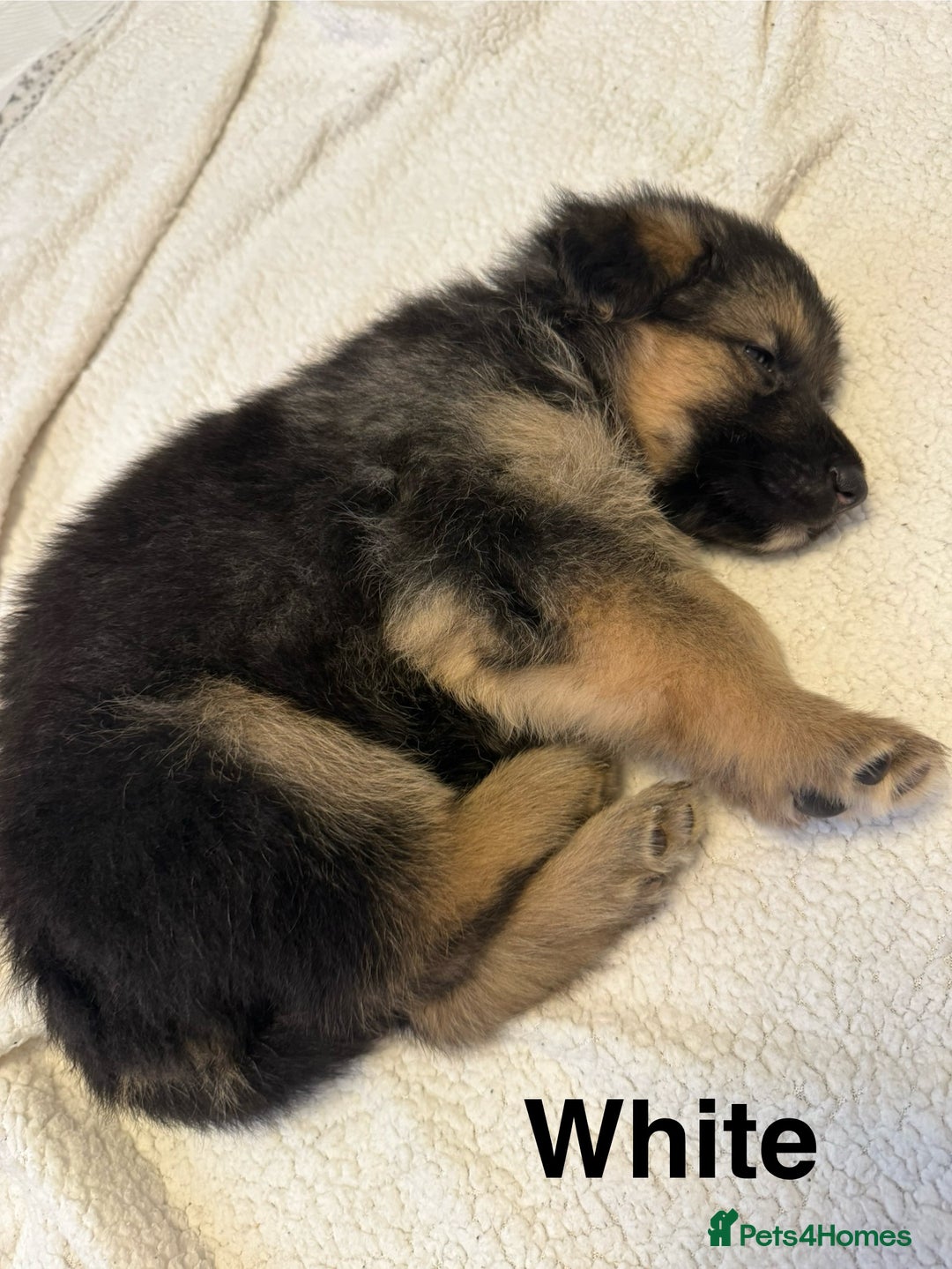 German Shepherd dogs for sale: KC Registered German Shepherd Puppies - Image 19