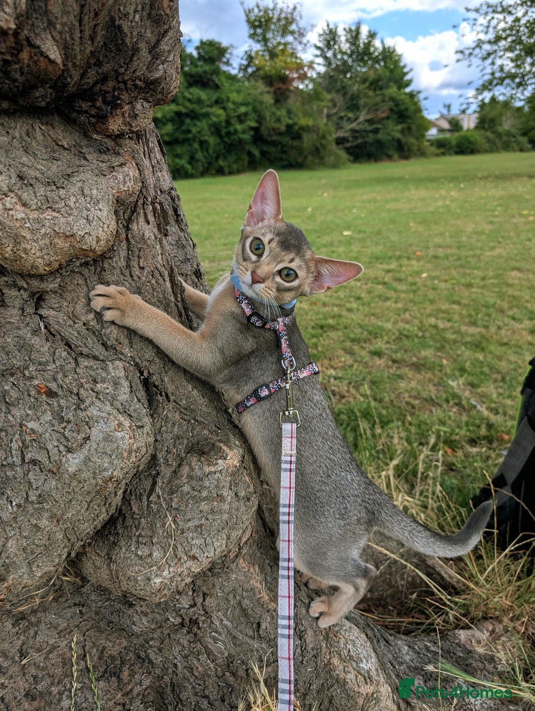 Abyssinian cats for sale: NEUTERED 🩵 Lovely🩵Blue BOY 🩵 TICA pedigree  in Fareham - Image 1