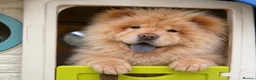 Chow Chow dogs for sale: Luna one year old in Birmingham - Advert 4
