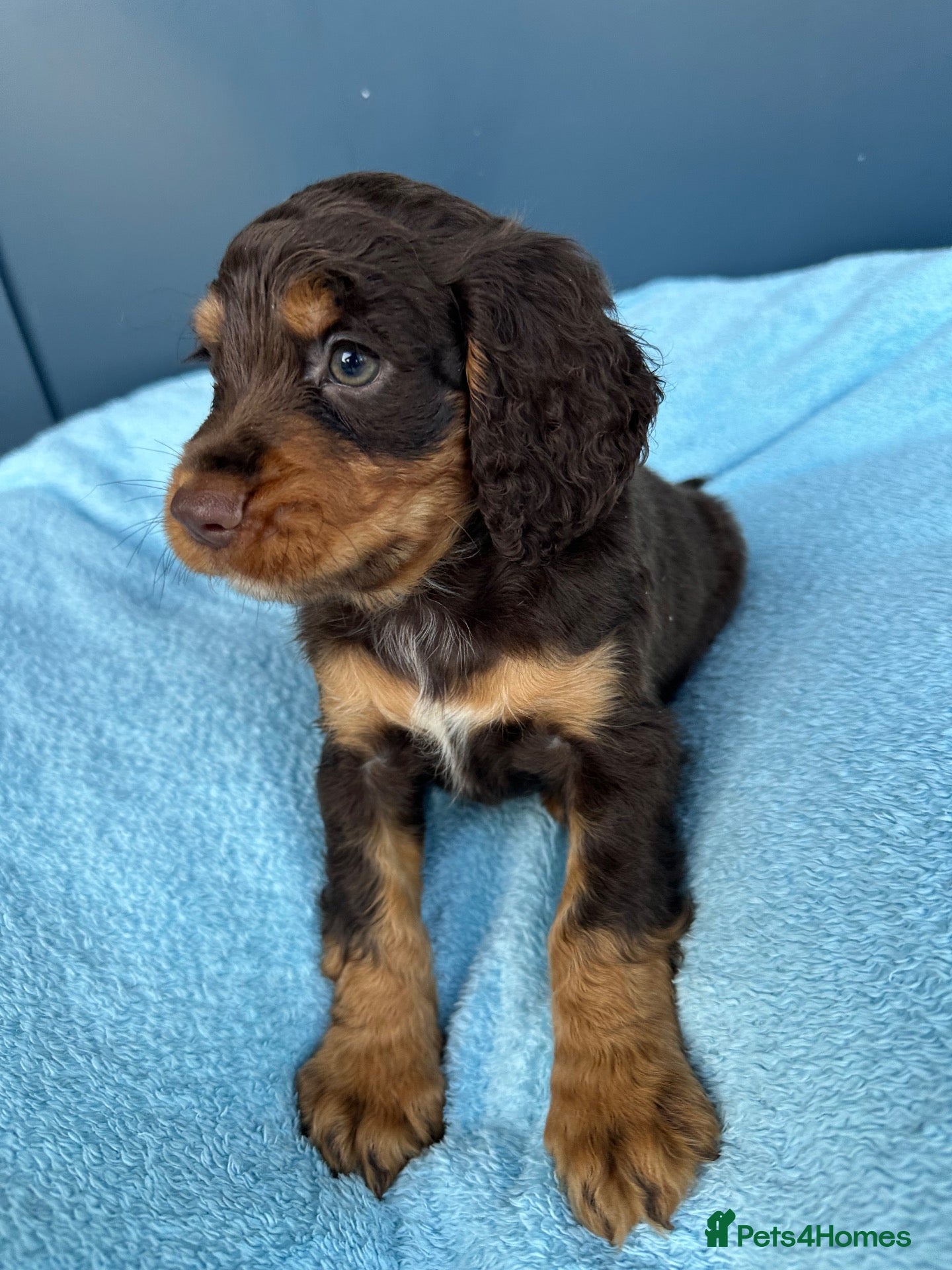 Cocker Spaniel dogs KC Registered Working Cocker Spaniel Puppies - Advert 2