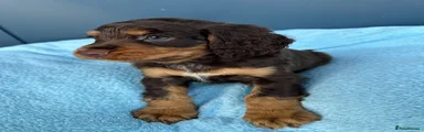 Cocker Spaniel 1