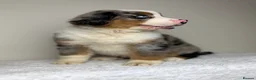 Mixed Breed dogs for sale: ⭐️SUPER RARE BERNESE x AUSTRALIAN SHEPHERD PUPS⭐️ - Advert 3