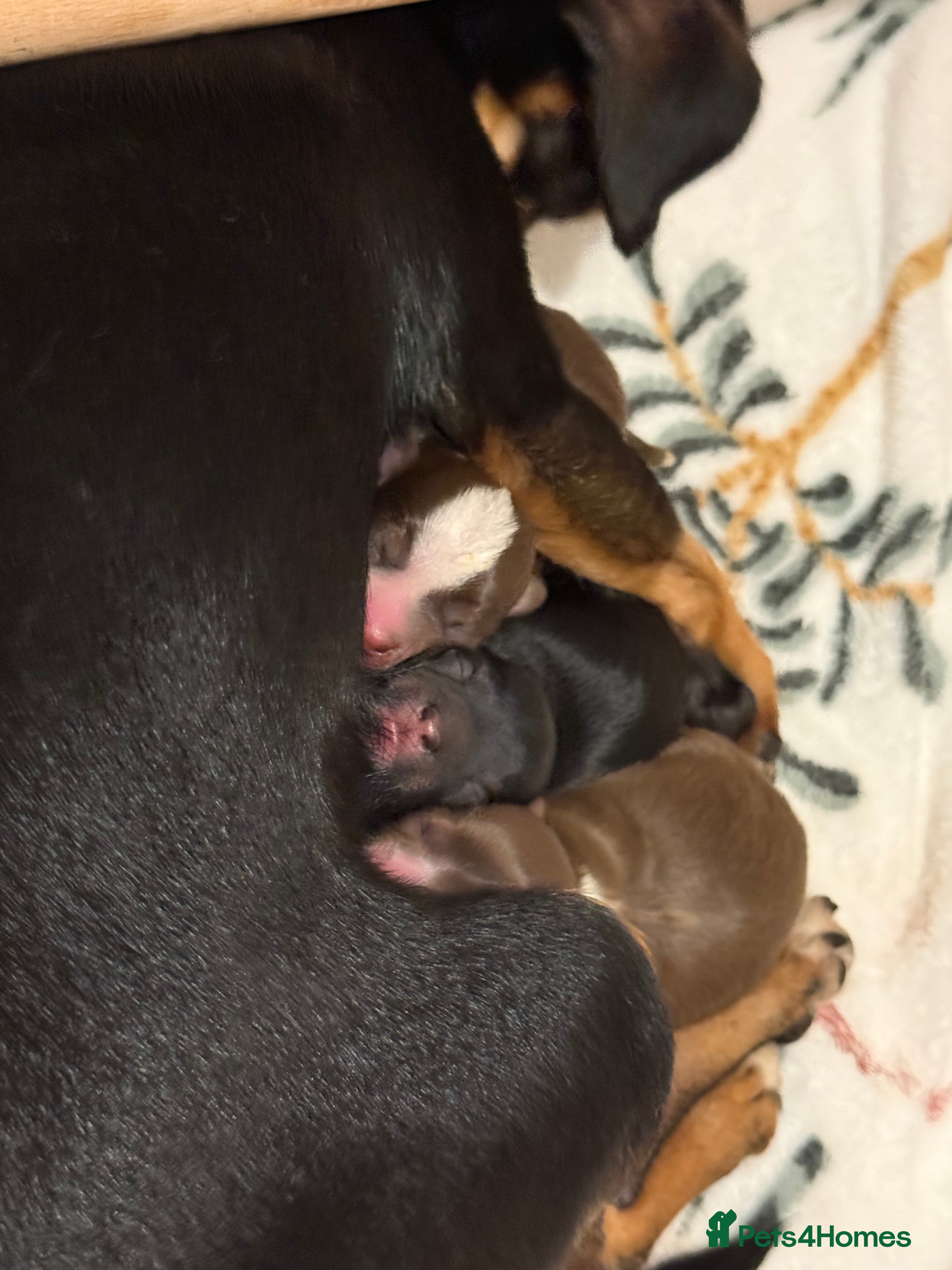 Chiweenie dogs Chiweenie puppies available - Advert 1