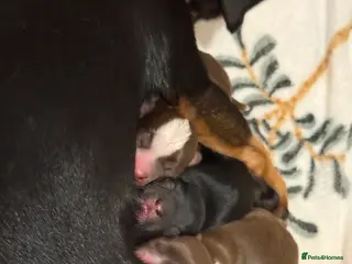 Chiweenie dogs Chiweenie puppies available - Advert 2