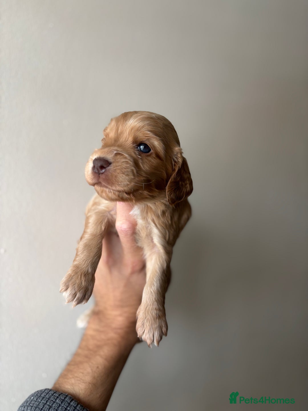 Cocker Spaniel dogs for sale: 🐾Show Cocker Spaniel 🐾  - Image 9