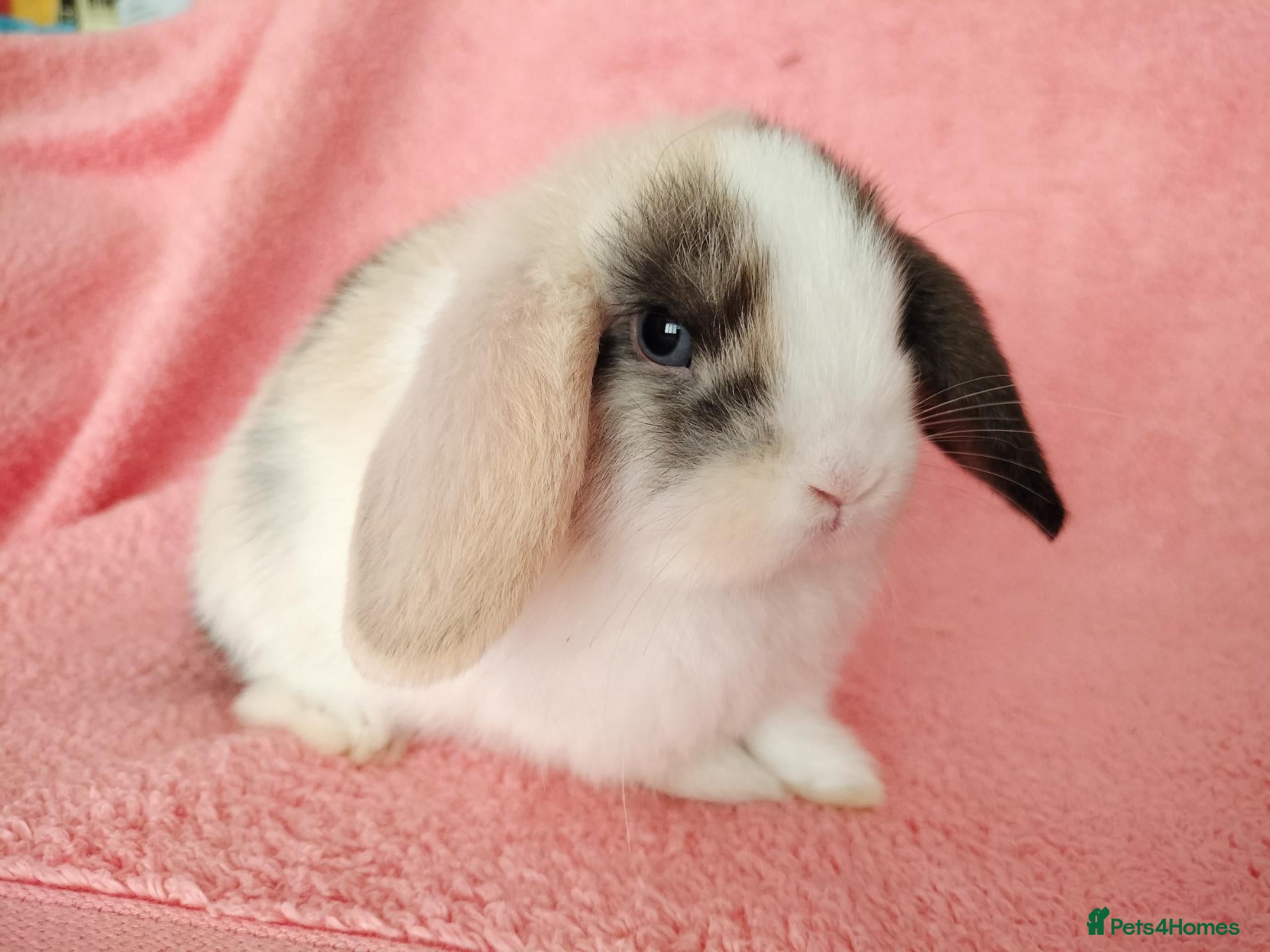 Mini Lop rabbits Baby mini lops for sale  - Advert 17