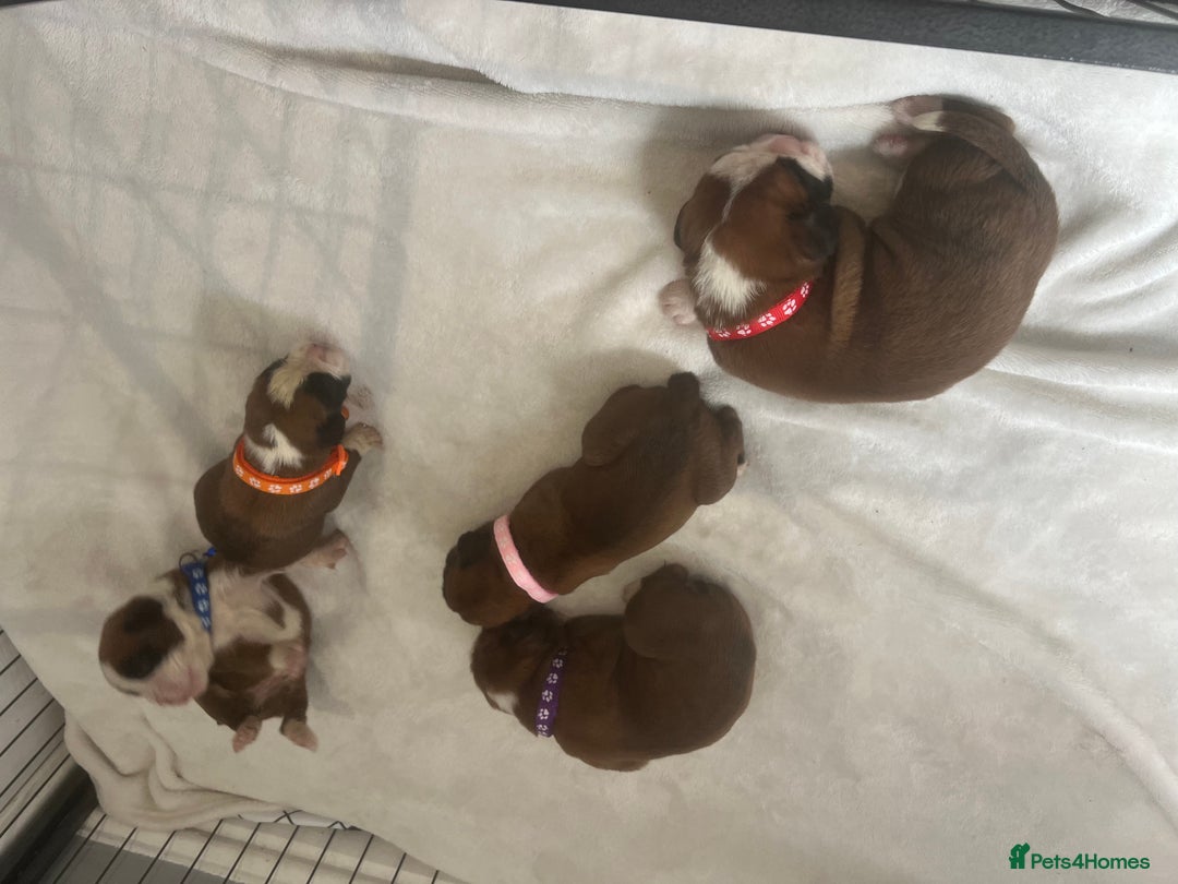 Boxer dogs for sale: Stunning Kc Boxer Puppies - Image 16
