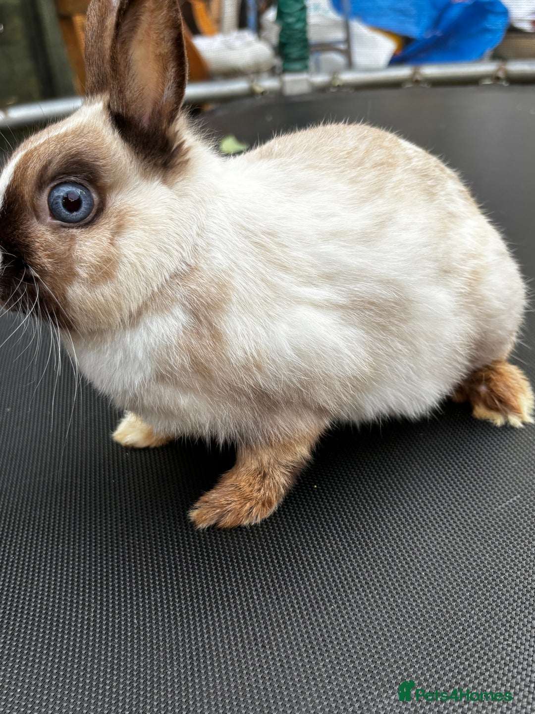 Netherland Dwarf rabbits for sale: Female and male rabbits - Image 7