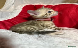 Bengal cats for sale: Bonnies Bengals  - Advert 20