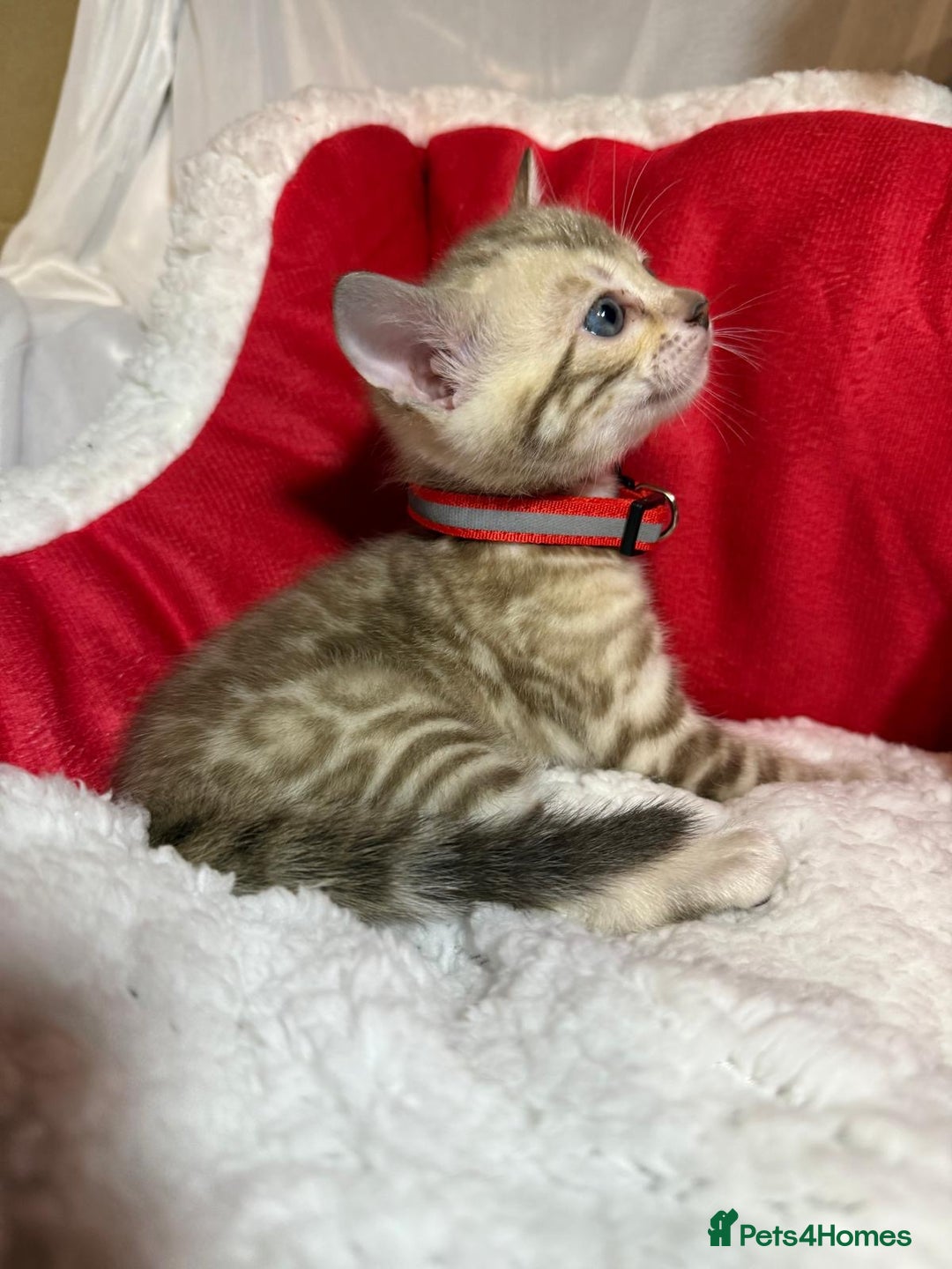 Bengal cats for sale: Bonnies Bengals  - Advert 20