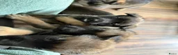Mixed Breed dogs for sale: Beautiful malanois x german shepherd puppies - Advert 7