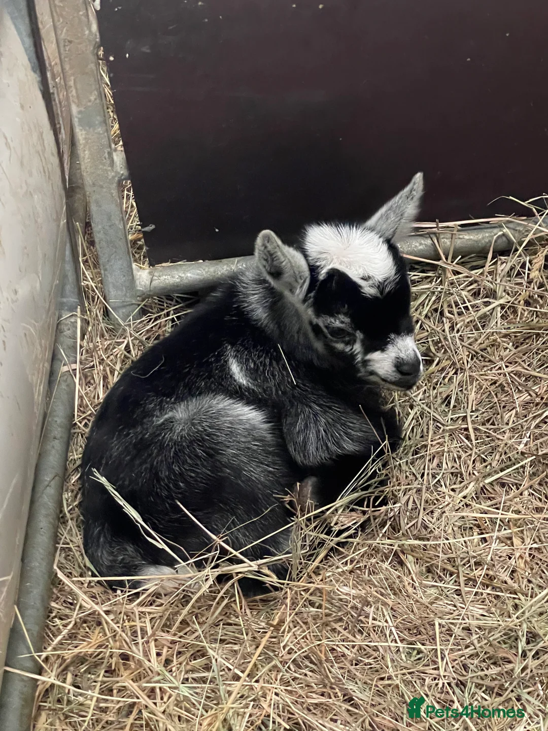 Goats livestock for sale: Disbudded Pygmy Goat Kids - Advert 3