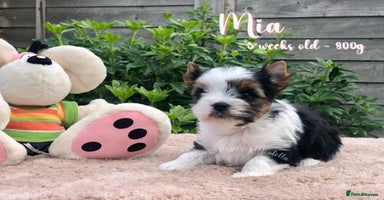 Yorkshire Terrier dogs - Advert 2