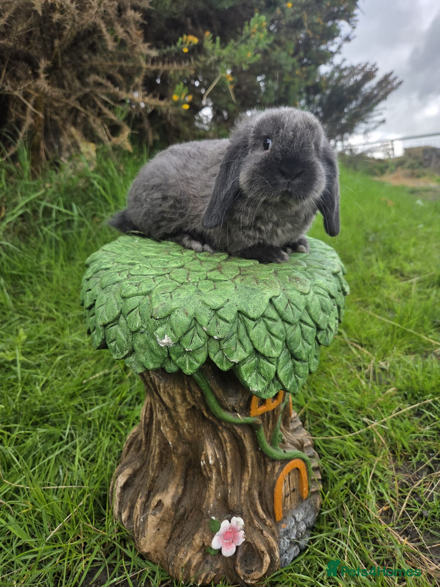 Mini Lop rabbits Pure Bred Mini Lops - Advert 1