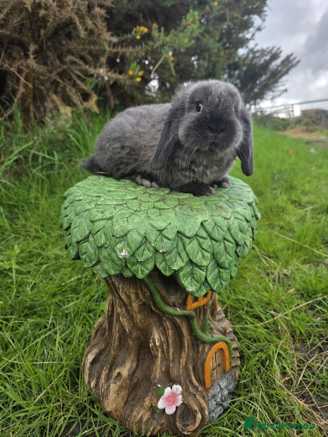Mini Lop rabbits for sale: Pure Bred Mini Lops - Advert 1