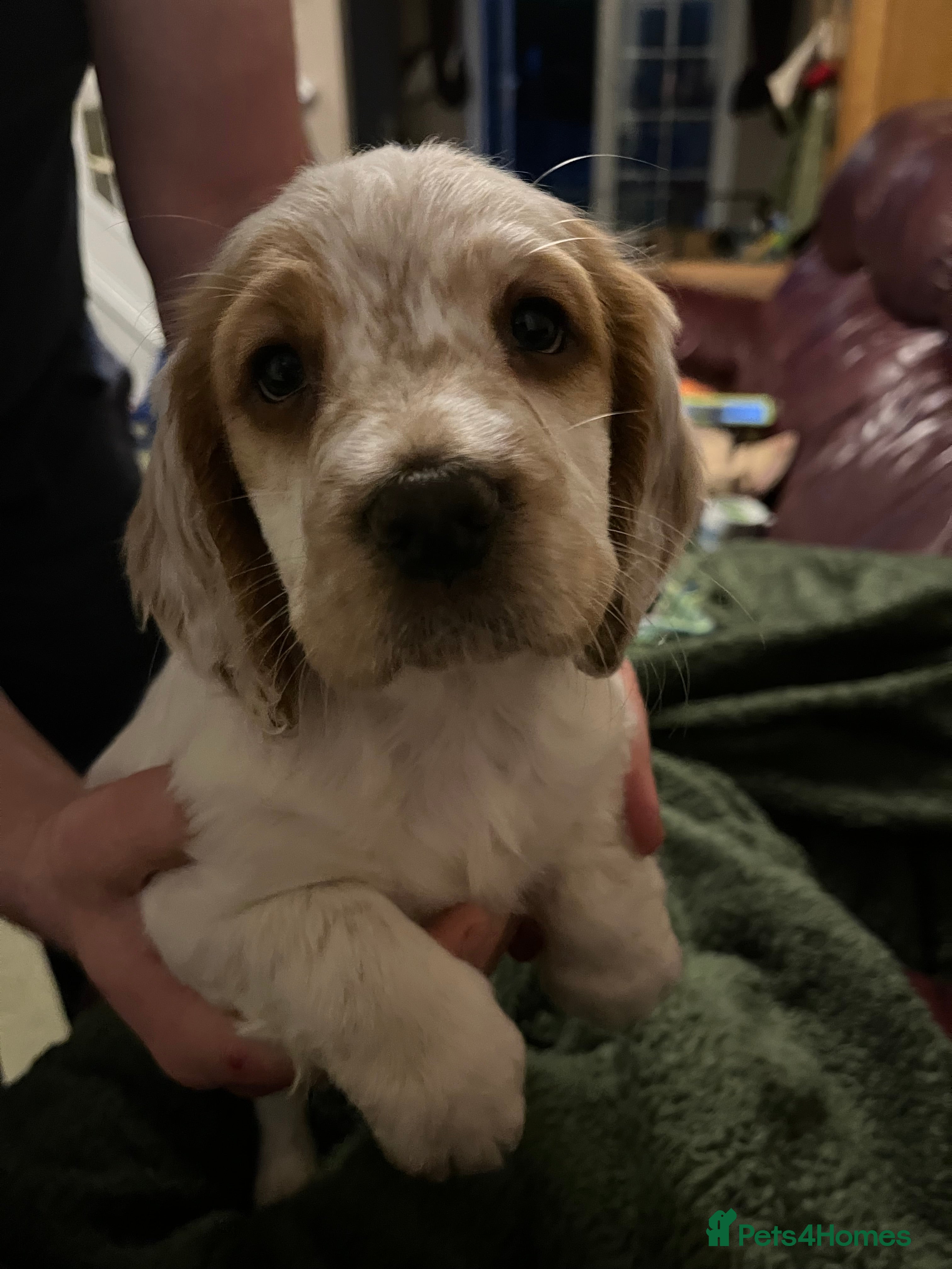 Sprocker dogs Beautiful Sprocker Spaniel Puppies Ready 22/12 - Advert 1