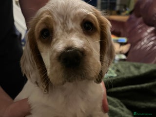 Sprocker dogs Beautiful Sprocker Spaniel Puppies Ready 22/12 - Advert 1