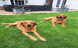 Labrador Retriever dogs for sale: Excellent KC Registered Fox Red Puppies For Sale - Image 12