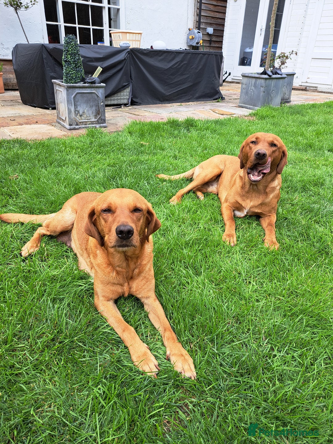 Labrador Retriever dogs for sale: Excellent KC Registered Fox Red Puppies For Sale - Image 12