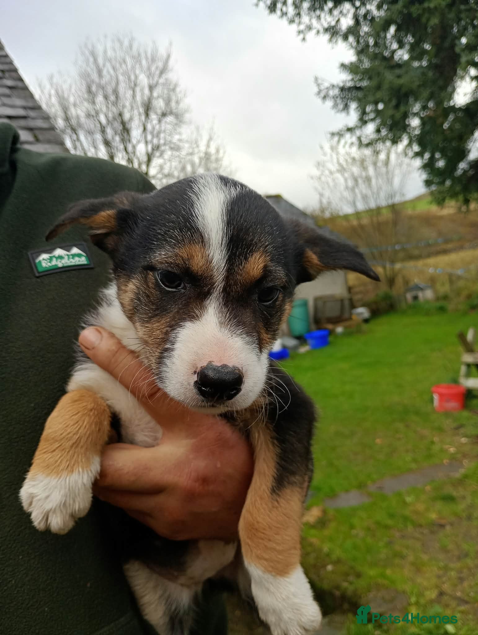 Border Collie dogs for sale: Border Collie Pups - Advert 2