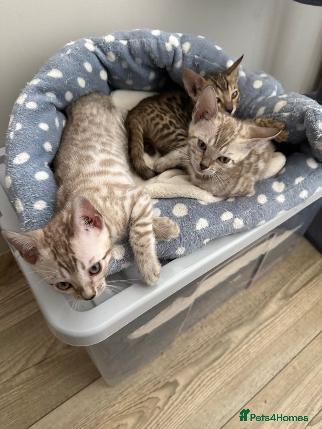 Bengal cats for sale: Beautiful Bengal Kittens Brown & Snows - Image 6