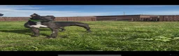 Greyhound dogs for sale: danny - Advert 1