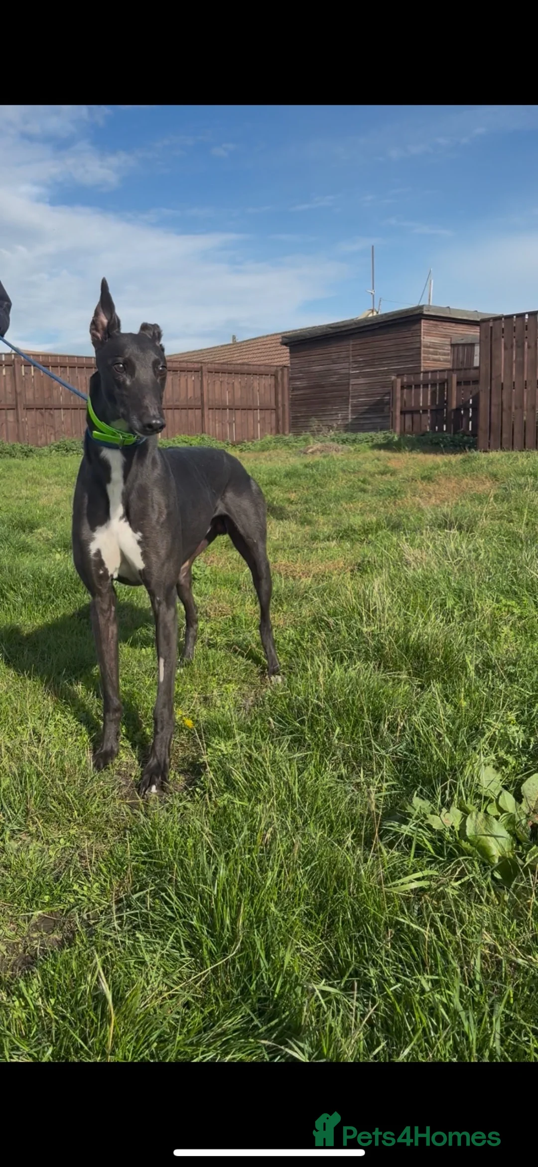 Greyhound dogs for sale: danny - Advert 1
