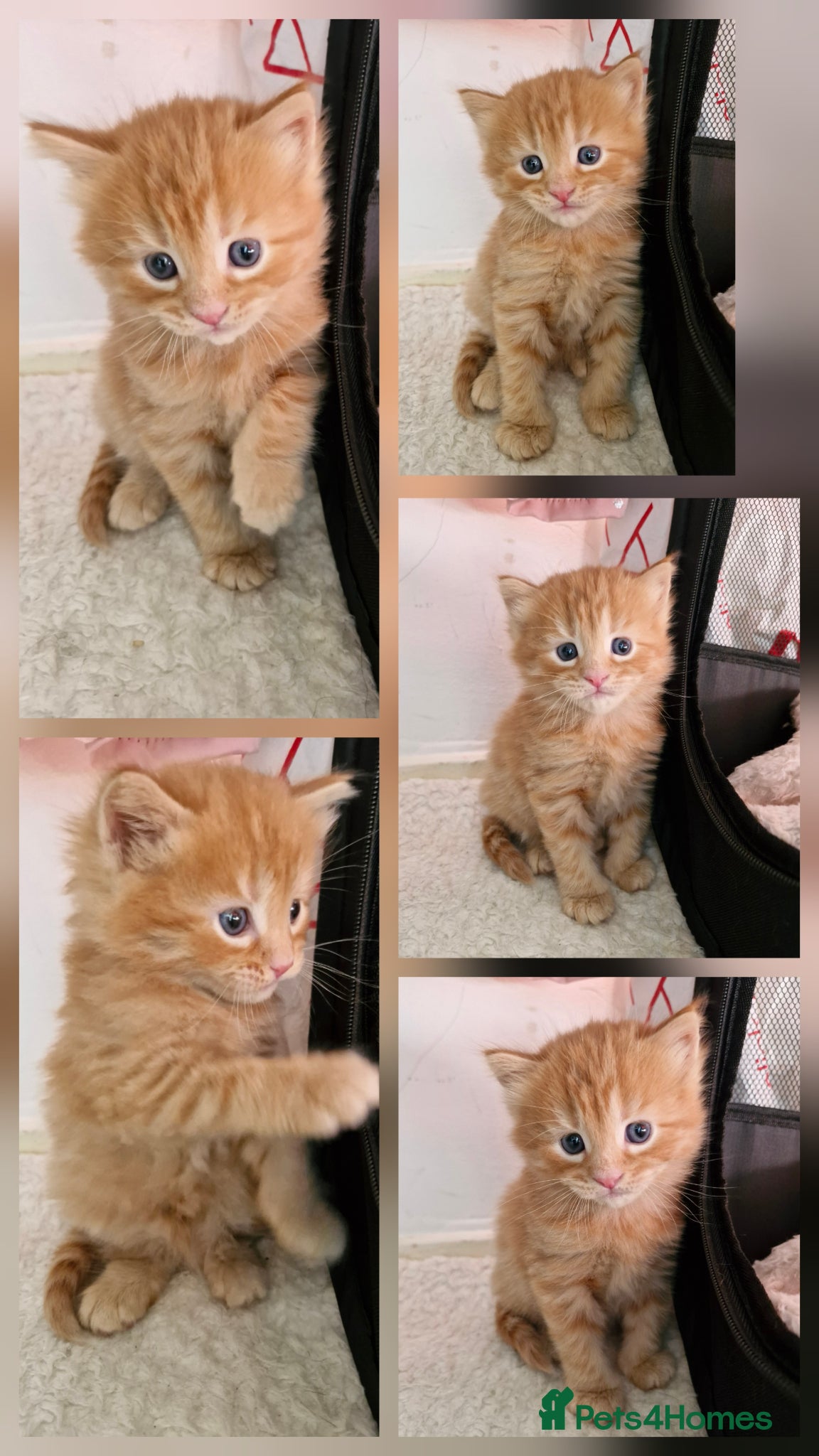 Mixed Breed cats for sale: Cute ginger kittens 1 short haired 2 fluffy  in Liverpool - Advert 6