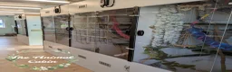 Sugar Glider rodents for sale: Sugar glider joeys, advice and online tutorials. - Advert 5