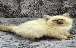 Ragdoll cats for sale: GCCF registered Ragdoll kittens  - Image 11