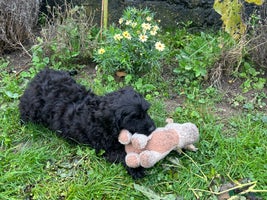 Cockapoo dogs - Advert 9