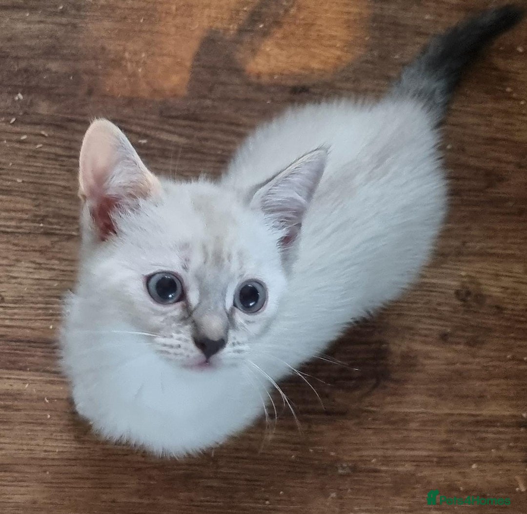 Mixed Breed cats for sale: Kittens for sale - Advert 4