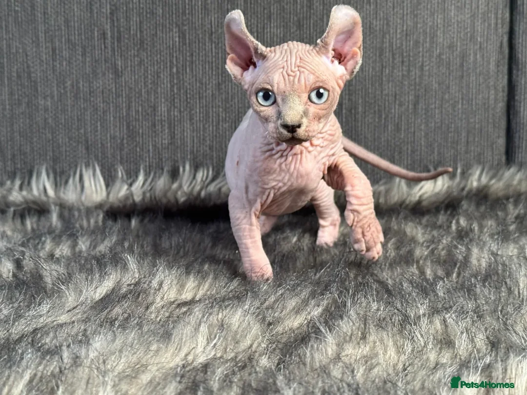 Sphynx cats for sale: Beautiful Male and Female Elf Sphynx Kittens  in Market Rasen - Image 6