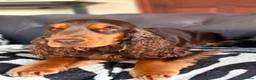 Cocker Spaniel dogs for sale: 4 beautiful cocker spaniel pups  - Advert 13