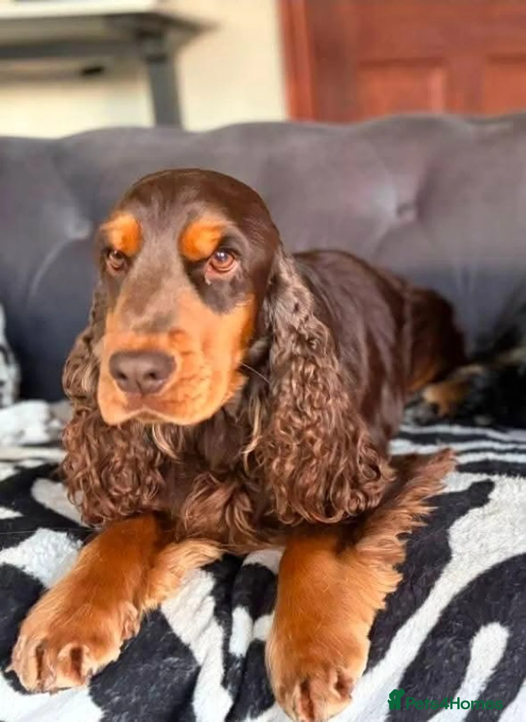 Cocker Spaniel dogs for sale: 4 beautiful cocker spaniel pups  - Advert 13