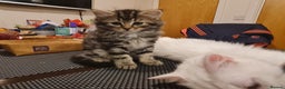 Mixed Breed cats for sale: ***Five Kittens For Sale*** - Advert 2