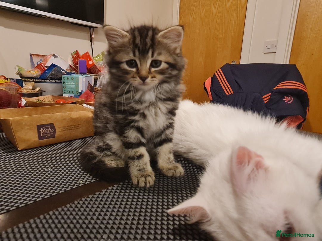 Mixed Breed cats for sale: ***Five Kittens For Sale*** - Advert 2