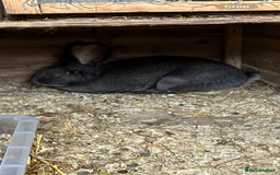 Continental Giant rabbits for sale: Continental Giant (female) - Image 3