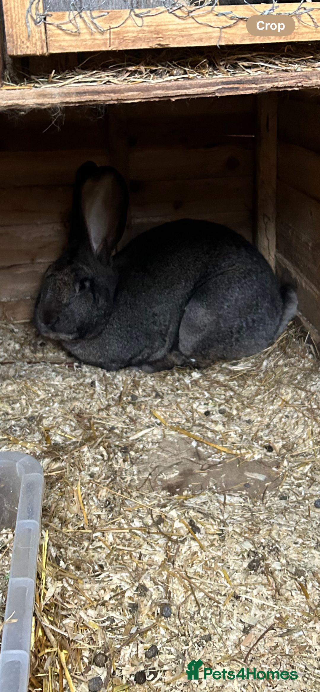 Continental Giant rabbits for sale: Continental Giant (female) - Image 3
