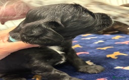 Sprocker dogs for sale: Adorable Sprocker Puppies - Image 3