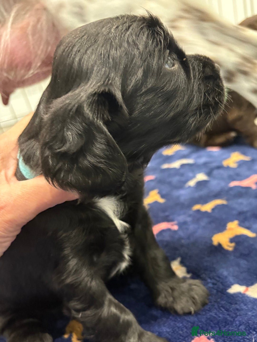 Sprocker dogs for sale: Adorable Sprocker Puppies - Image 3