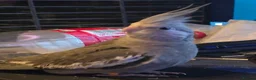 Cockatiels birds for sale: Hand-reared White-Face Cinnamon Cockatiel - Advert 9