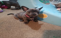 Mixed Breed dogs for sale: French Bulldog and Chihuahua Cross - Image 10