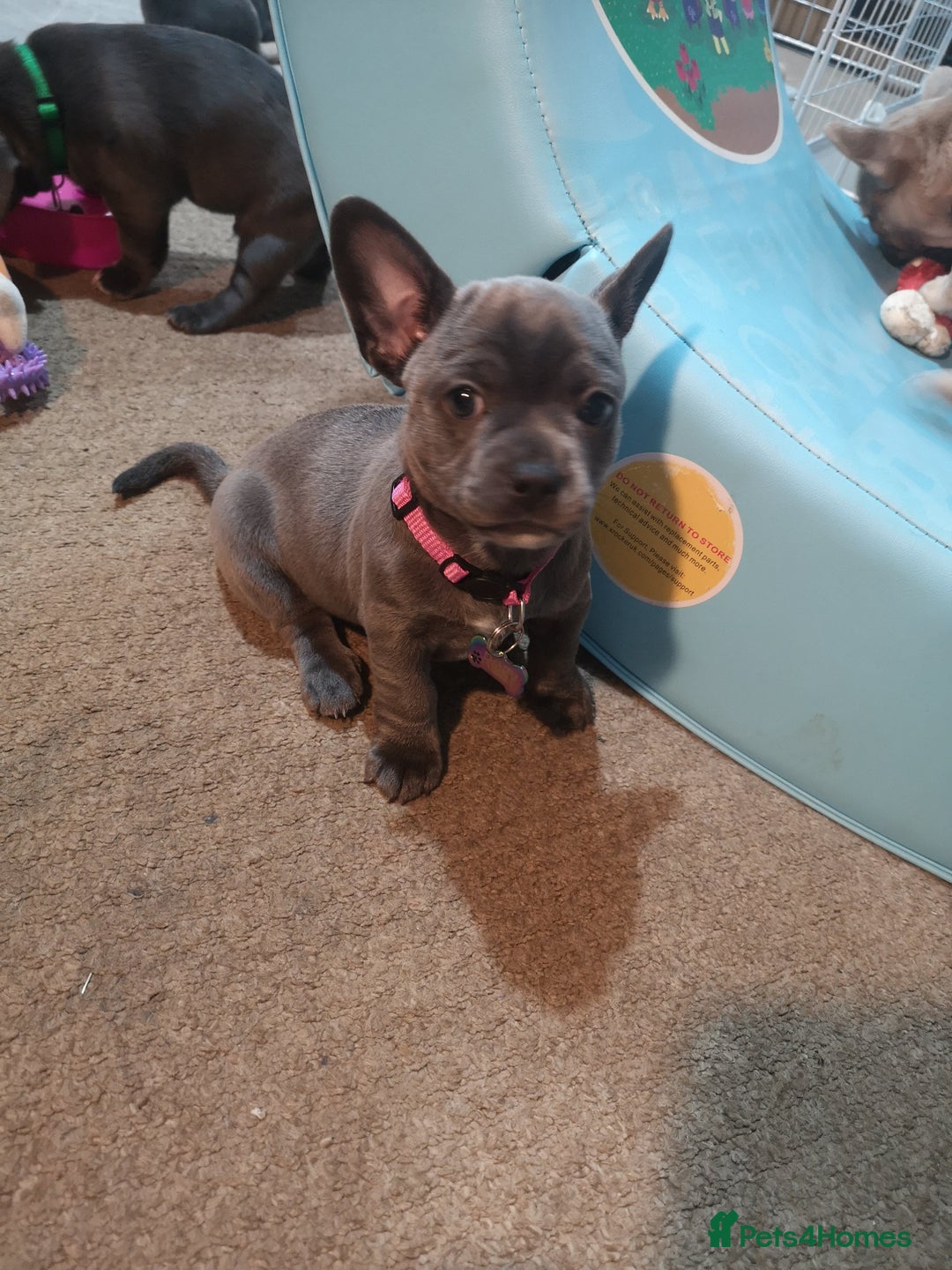 Mixed Breed dogs for sale: French Bulldog and Chihuahua Cross - Image 10
