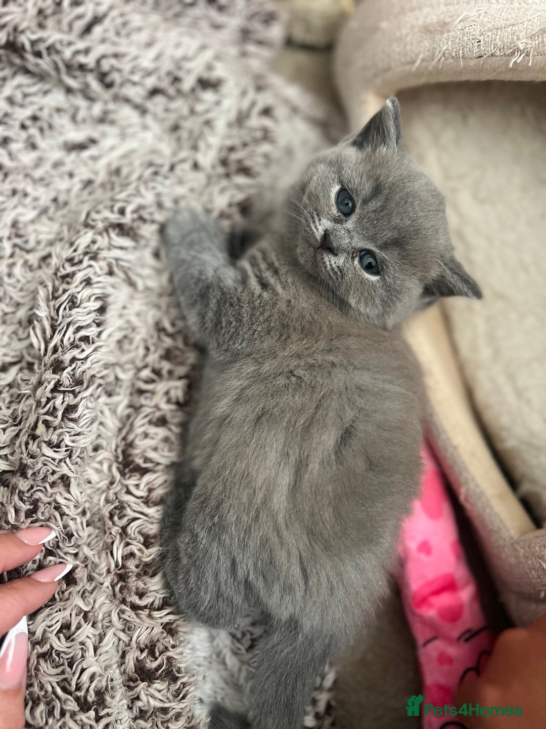 British Shorthair cats for sale: 💙Baby British Blue/Ragdoll Boy 💙 - Image 4