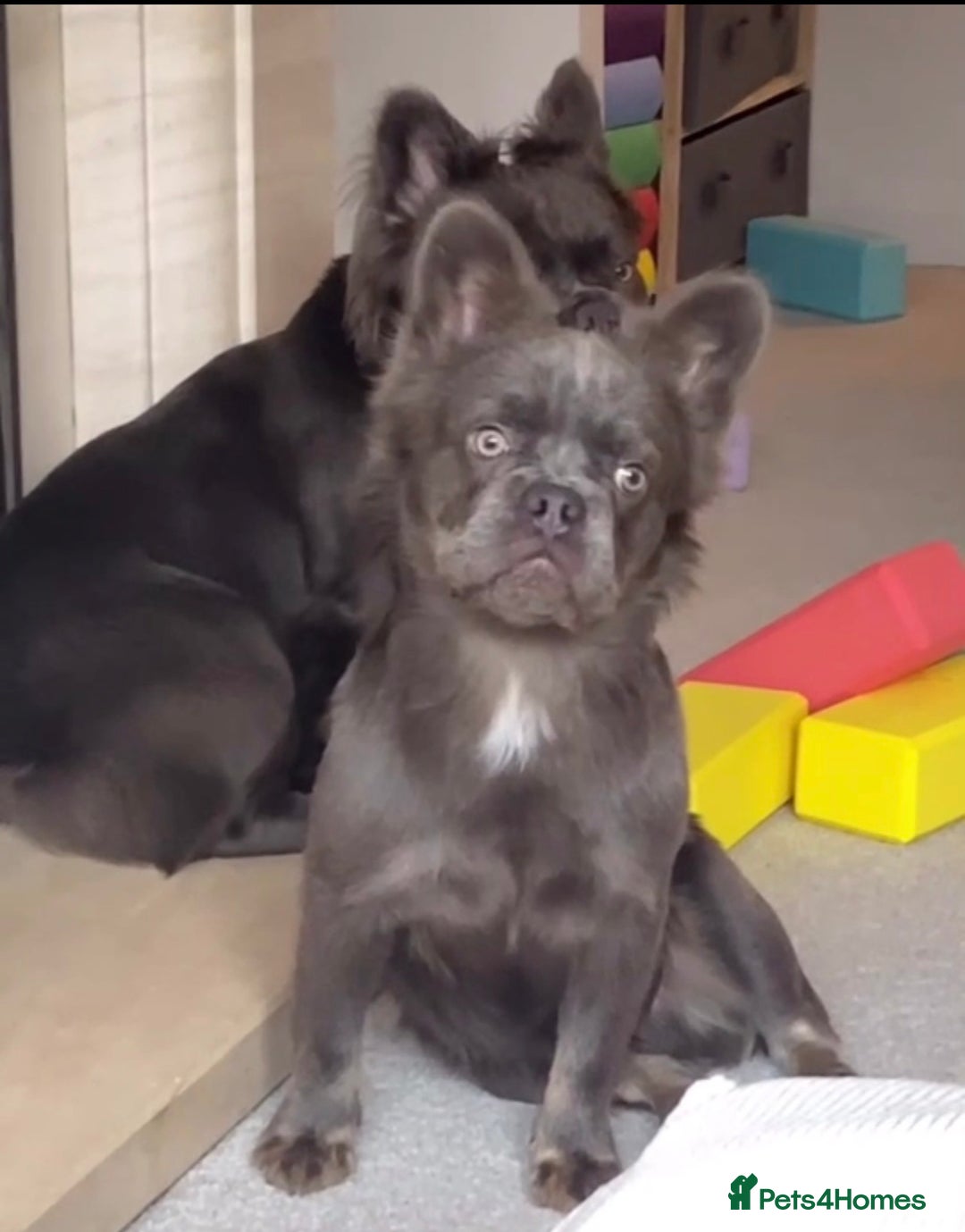 French Bulldog dogs for sale: Meet Timmy  - Advert 2