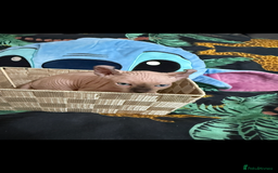 Sphynx cats for sale: Bald, bold elf blue eyes kittens  - Image 23
