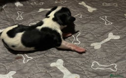 Cavalier King Charles Spaniel dogs for sale: Cavalier King Charles spaniel puppies  - Image 5